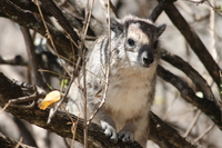 hyrax Serengeti, Ngorongoro, East Africa, Tanzania, Africa