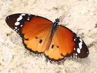 butterfly on bugala island Bugala Island, East Africa, Uganda, Africa