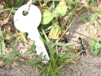 giant soldier ant Bugala Island, East Africa, Uganda, Africa