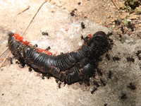 millepedes Mombas, East Africa, Kenya, Africa