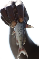little lake fish Kisumu, East Africa, Kenya, Africa