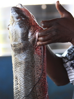 lung fish Kisumu, East Africa, Kenya, Africa