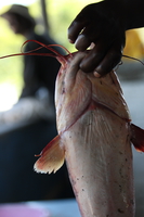 cat fish Kisumu, East Africa, Kenya, Africa