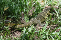 monitor lizard Mombas, East Africa, Kenya, Africa