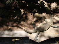 rare monitor lizard Mombas, East Africa, Kenya, Africa