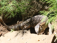 baby crocodile Mombas, East Africa, Kenya, Africa