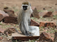 vervet monkey Mwanza, East Africa, Tanzania, Africa