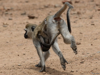 view--vervet monkey mother escape Mwanza, East Africa, Tanzania, Africa