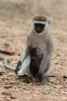 vervet monkey love Mwanza, East Africa, Tanzania, Africa