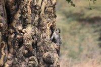 vervet monkey Ngorongoro Crater, Arusha, East Africa, Tanzania, Africa