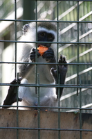 hungry vervet monkey Diani Beach, East Africa, Kenya, Africa