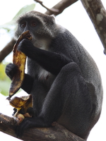 vervet monkey eating bananna Diani Beach, East Africa, Kenya, Africa