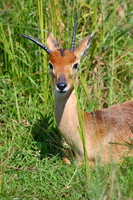 oribi the little deer Murchison Falls, East Africa, Uganda, Africa