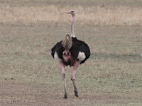 ostrich