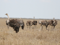 female ostrich Serengeti, Ngorongoro, East Africa, Tanzania, Africa