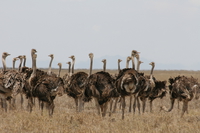ostrich Serengeti, Ngorongoro, East Africa, Tanzania, Africa