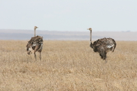 ostrich couple Serengeti, Ngorongoro, East Africa, Tanzania, Africa