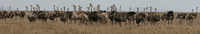 group of ostrichs Serengeti, Ngorongoro, East Africa, Tanzania, Africa