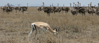 ostrich and gazelle Serengeti, Ngorongoro, East Africa, Tanzania, Africa