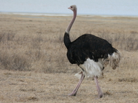 male ostrich Ngorongoro Crater, Arusha, East Africa, Tanzania, Africa