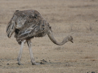 female ostrich Ngorongoro Crater, Arusha, East Africa, Tanzania, Africa