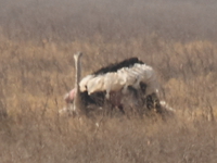 ostrich mating Ngorongoro Crater, Arusha, East Africa, Tanzania, Africa