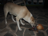coconut dog Shimoni, East Africa, Kenya, Africa