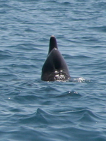 dolphin nose Shimoni, East Africa, Kenya, Africa