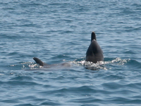 dolphins playing Shimoni, East Africa, Kenya, Africa