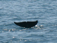 dolphin tail Shimoni, East Africa, Kenya, Africa