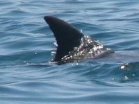 dolphin fin Shimoni, East Africa, Kenya, Africa