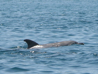 dolphin swim Shimoni, East Africa, Kenya, Africa