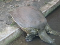 tortoises_of_kenya