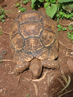 golden shell turtle Nairobi, East Africa, Kenya, Africa