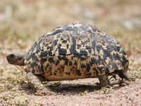 leopard tortoise Mwanza, East Africa, Tanzania, Africa