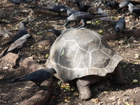 giant tortoise and ravens Arusha, Zanzibar, East Africa, Tanzania, Africa