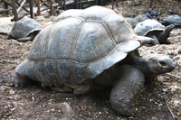 giant tortoise Arusha, Zanzibar, East Africa, Tanzania, Africa