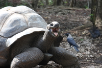 turtle scream Arusha, Zanzibar, East Africa, Tanzania, Africa