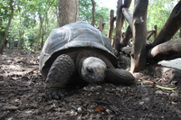 sadness of a tortoise Arusha, Zanzibar, East Africa, Tanzania, Africa