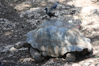 raven conquer turtle Arusha, Zanzibar, East Africa, Tanzania, Africa