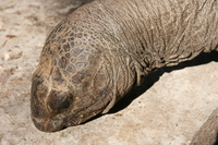 turtle tear Arusha, Zanzibar, East Africa, Tanzania, Africa