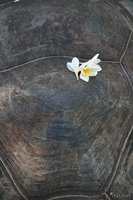 view--turtle and flowers Arusha, Zanzibar, East Africa, Tanzania, Africa