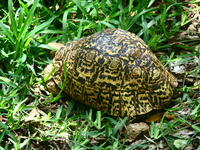 leopard turtle Mombas, East Africa, Kenya, Africa