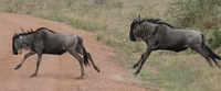 wildebeest migrate across road Mwanza, East Africa, Tanzania, Africa
