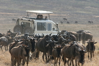 071004085342_surrounded_by_wildebeest