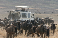 surrounded by wildebeest Ngorongoro Crater, Arusha, East Africa, Tanzania, Africa