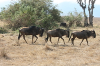 071004085358_wildebeest_going_home