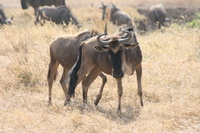 071004085424_wildebeest_fight