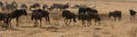 wildebeest group Ngorongoro Crater, Arusha, East Africa, Tanzania, Africa