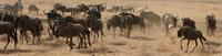 wildebeest Ngorongoro Crater, Arusha, East Africa, Tanzania, Africa